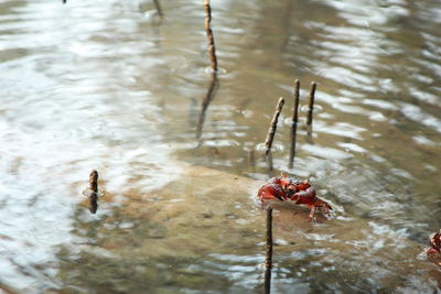 High angle view of crab in lake