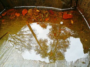 Close-up of tree during autumn