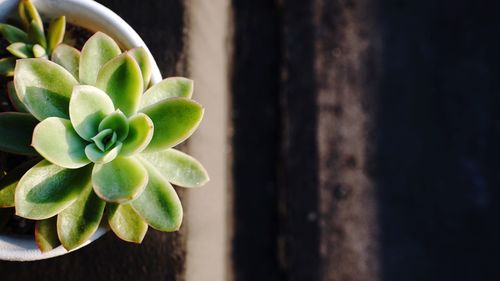 Close-up of plant