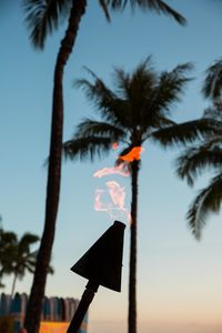 Low angle view of palm trees against sky