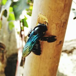 Close-up of insect on tree trunk