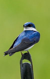 Close-up of bird perching on a metal