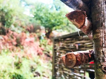 Close-up of tree trunk on wooden wall