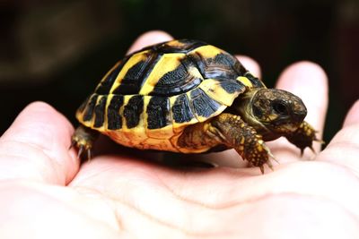 Cropped hand holding turtle