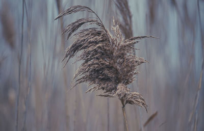 Close-up of sea oats