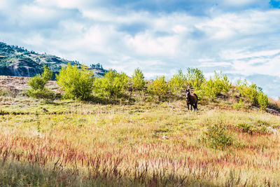 View of horse on a field