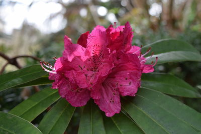 Close-up of pink flower