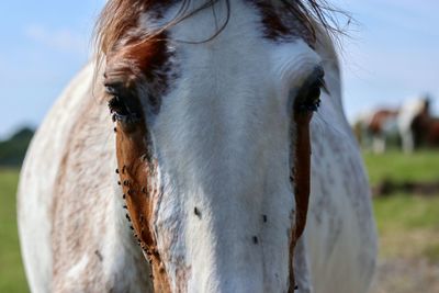 Close-up portrait of a horse