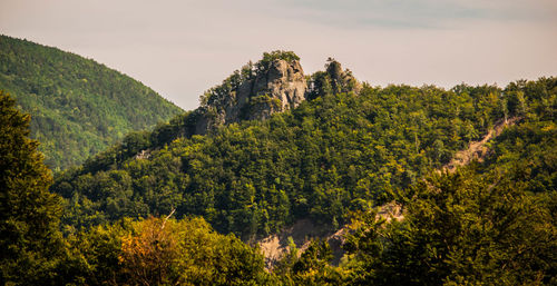 Scenic view of forest against sky