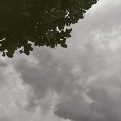 Low angle view of tree against sky