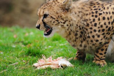 Side view of wild animal on grass