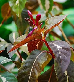 Close-up of butterfly on plant