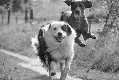 Dogs running on field