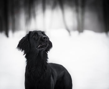 Black dog looking away