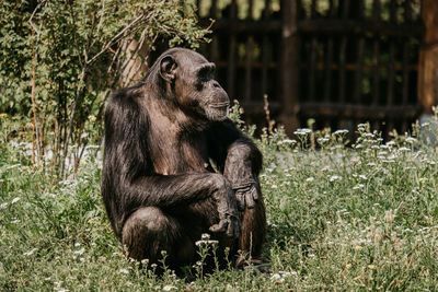 Monkey sitting in a field