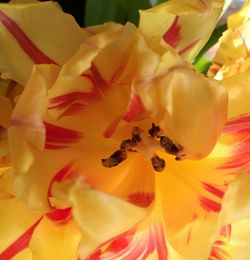 Macro shot of yellow rose flower head