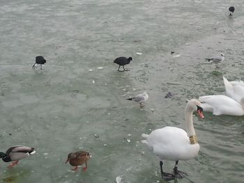 High angle view of swans swimming on lake