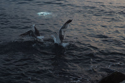 Fish swimming in sea