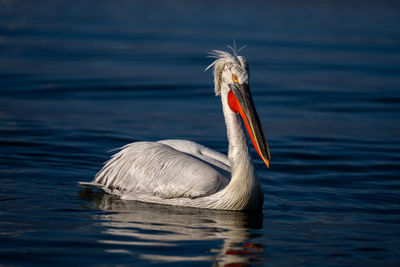 Close-up of bird in lake