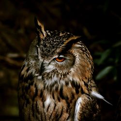 Close-up of owl perching outdoors