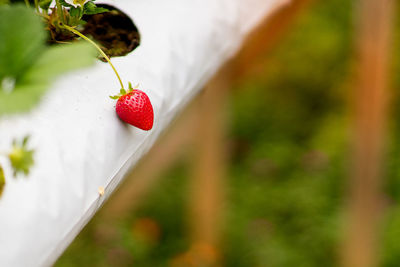 Close-up of red berries growing on plant
