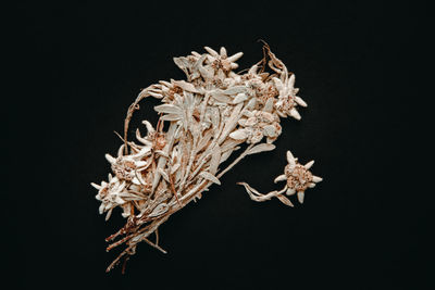 Close-up of dried plant against black background