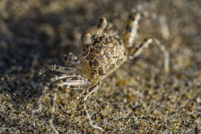 Close-up of lizard on sand