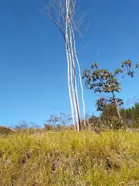 Plants on field against clear blue sky