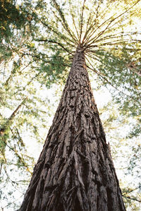 Low angle view of tree in forest