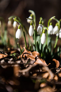 Close-up of white flowering plants on field