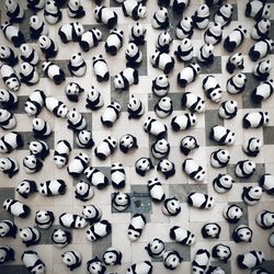 Full frame shot of panda toys on floor