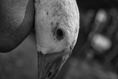 Close-up of a bird