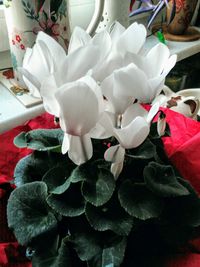 Close-up of white flowers