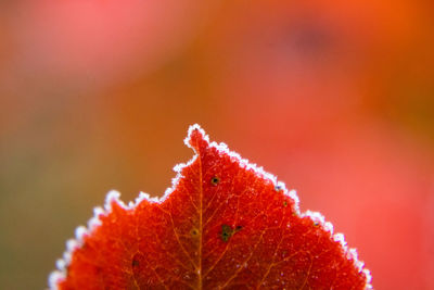 Beautiful red aronia leaves with a frosty edge. morning scenery in the garden. 