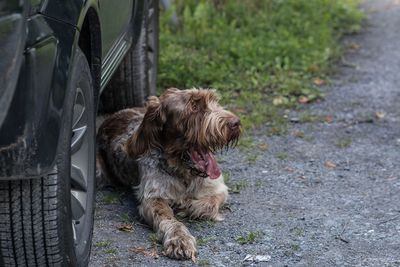 Dog relaxing on street