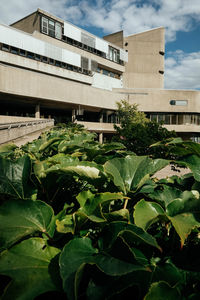 Close-up of plants