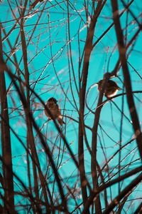 Low angle view of bird perching on bare tree