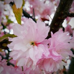 Close-up of pink flowers