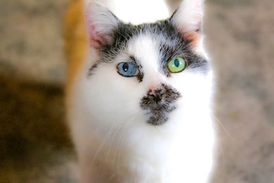 Close-up portrait of cat