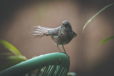 Close-up of bird perching