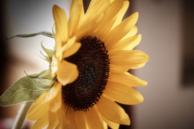 Close-up of sunflower blooming outdoors