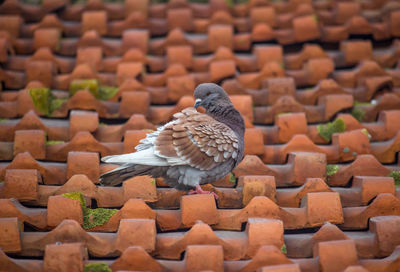 Close-up of bird