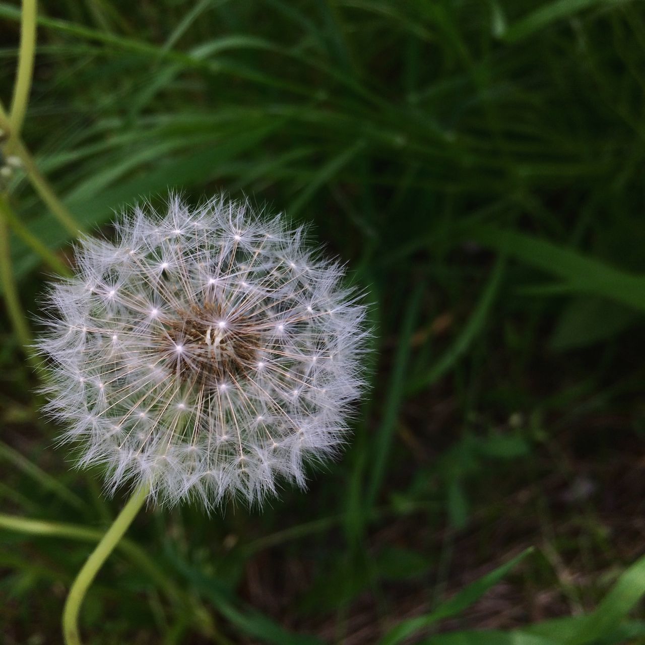flower, freshness, fragility, dandelion, growth, flower head, close-up, beauty in nature, nature, focus on foreground, single flower, white color, softness, plant, stem, uncultivated, in bloom, wildflower, petal, blooming