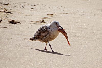 Close-up of bird on sand