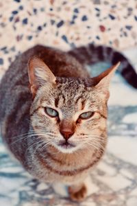 Close-up portrait of a cat