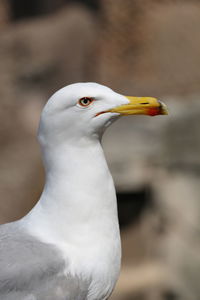 Close-up of white bird