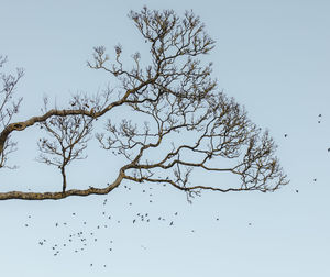 Low angle view of silhouette tree against clear sky