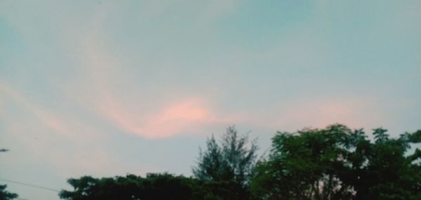 Low angle view of trees against romantic sky