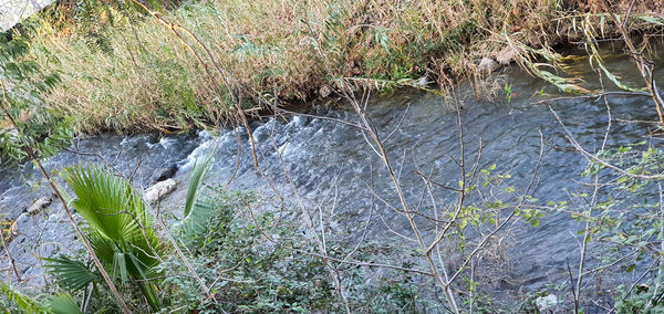 High angle view of river amidst trees in forest