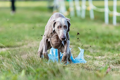 Greyhound dog running and chasing lure on the field